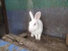 Adult male rabbit